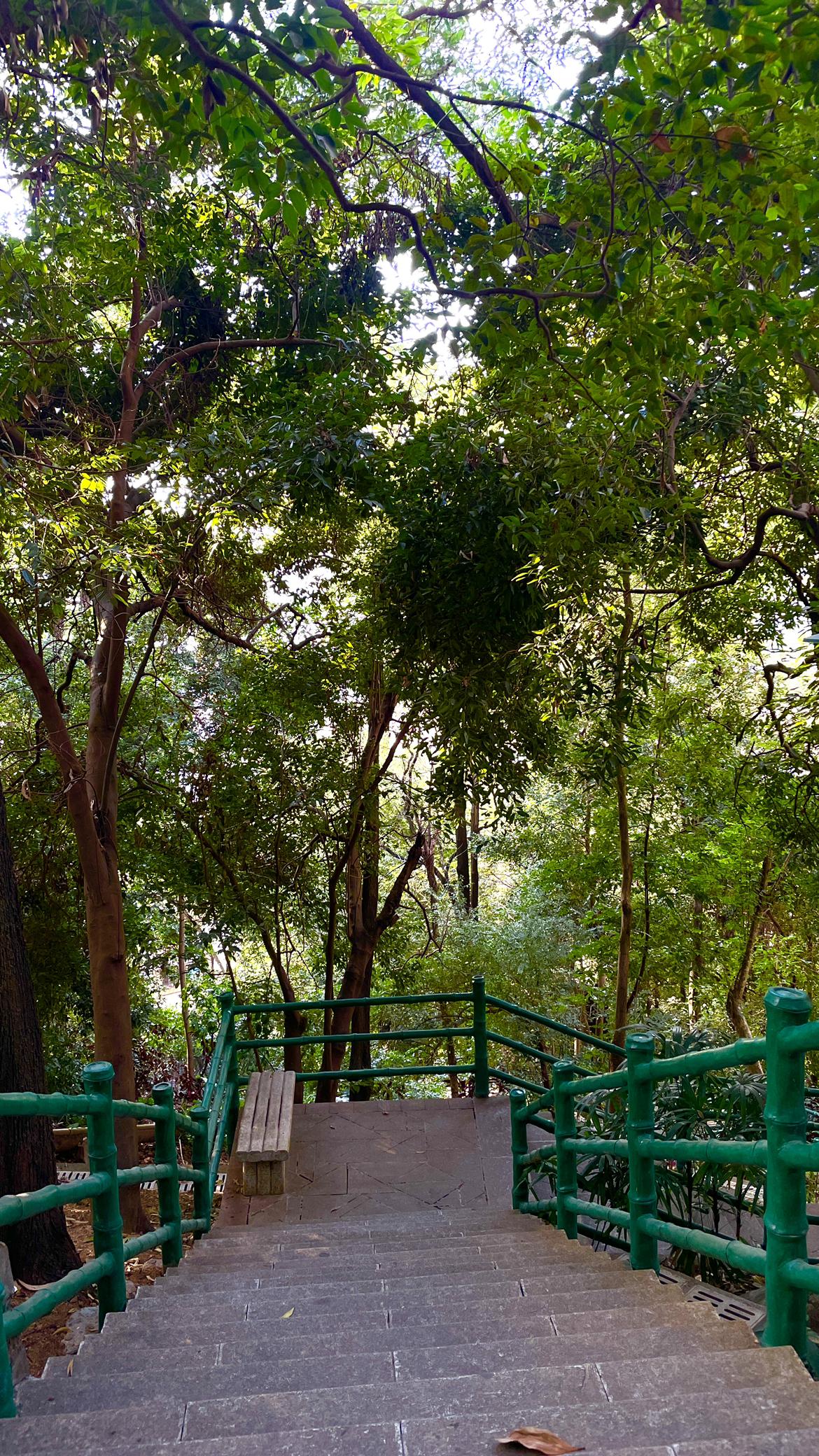 深圳的春节是一年中最舒服的没有电🐔车少人少鸟语花香，空气也非常好这两天大