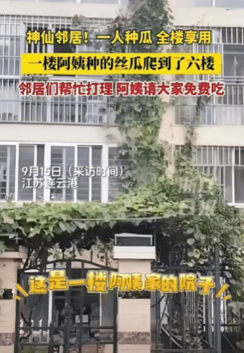 这下出名了，不仅邻居知道了，全国人民都知道了！江苏连云港，一楼阿姨种的丝瓜，竟然