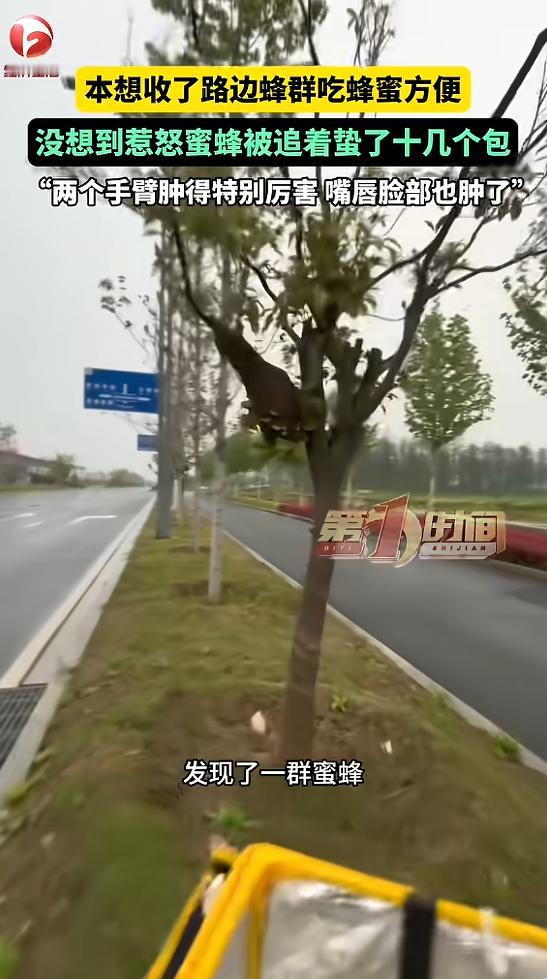 “胆子真大！”近日，河南息县，一男子上班时，在路边一棵树上发现了一群蜜蜂，他看网