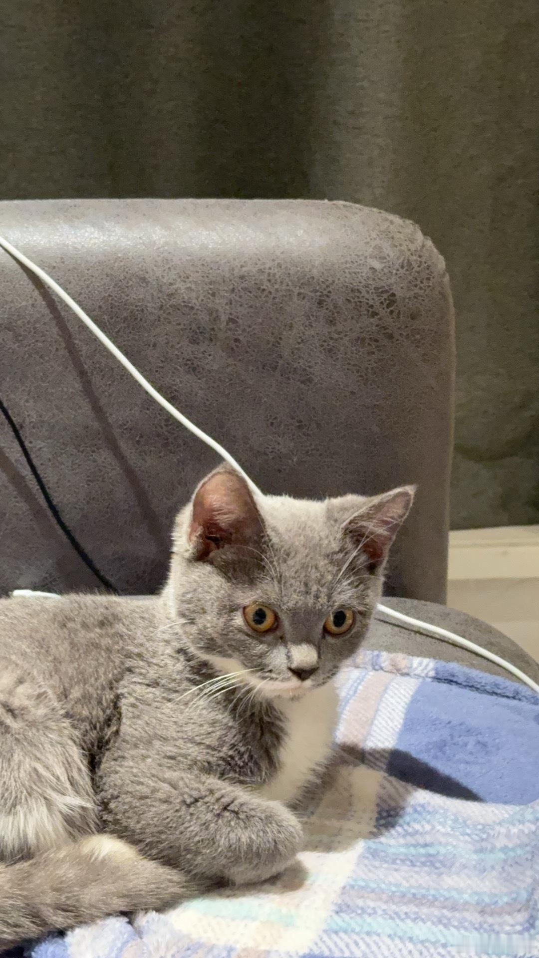 我的小猫是我去年12月捡回来的，那天我下楼遛狗走到电梯的时候听到了几声微弱的猫叫