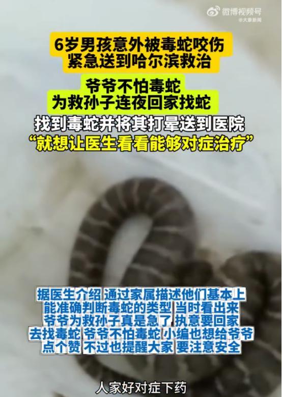“有仇必报！”7月15日，黑龙江，孙子意外被毒蛇咬，爷爷感到很愧疚，竟然立马回家