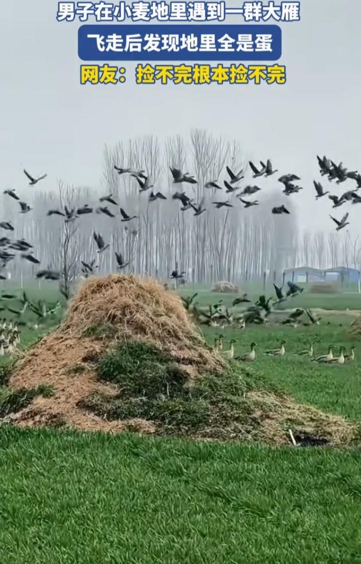 近日，“男子麦田遇雁群，地上全是蛋”的视频火了。视频里，河南一男子去麦田看麦苗，