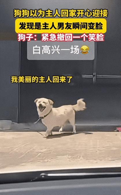 笑不活了！江苏，狗狗看到有车进院以后，以为是主人回来了，直接开心地跑去迎接。没想