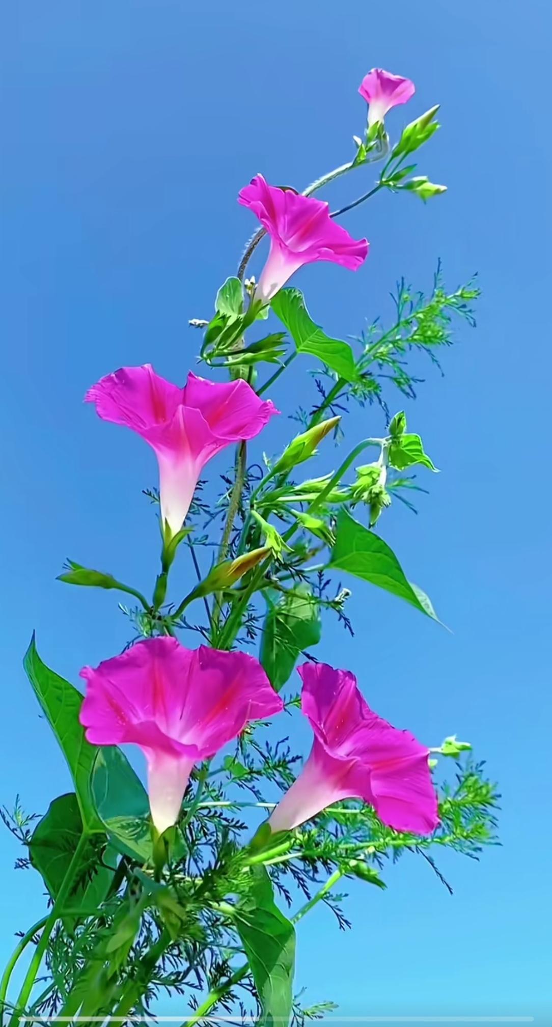 小人最大的荒谬就是，你跟随老师戎马一生，学到了课本上没有的知识，也得到了老师的呵