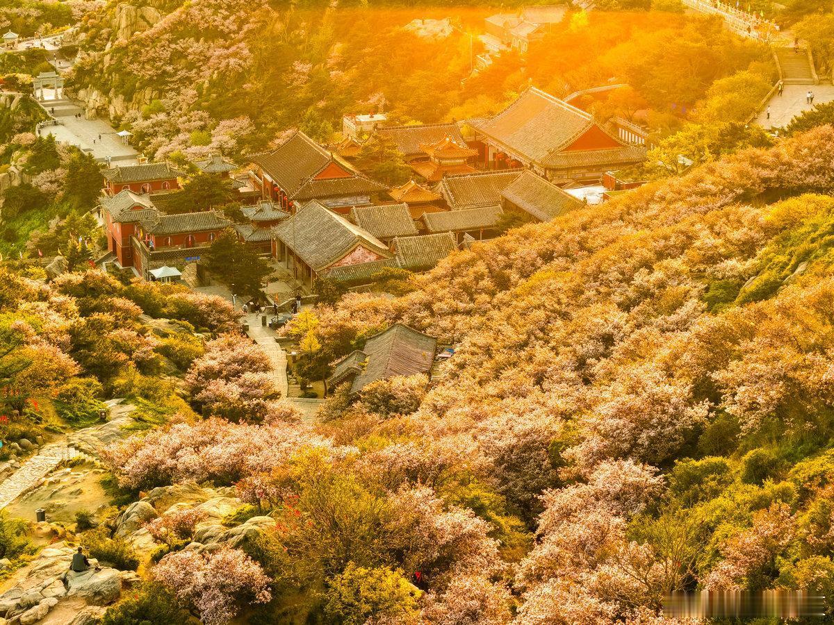 岱岳暮色映照海棠花，初夏时节风光旖旎如画卷～