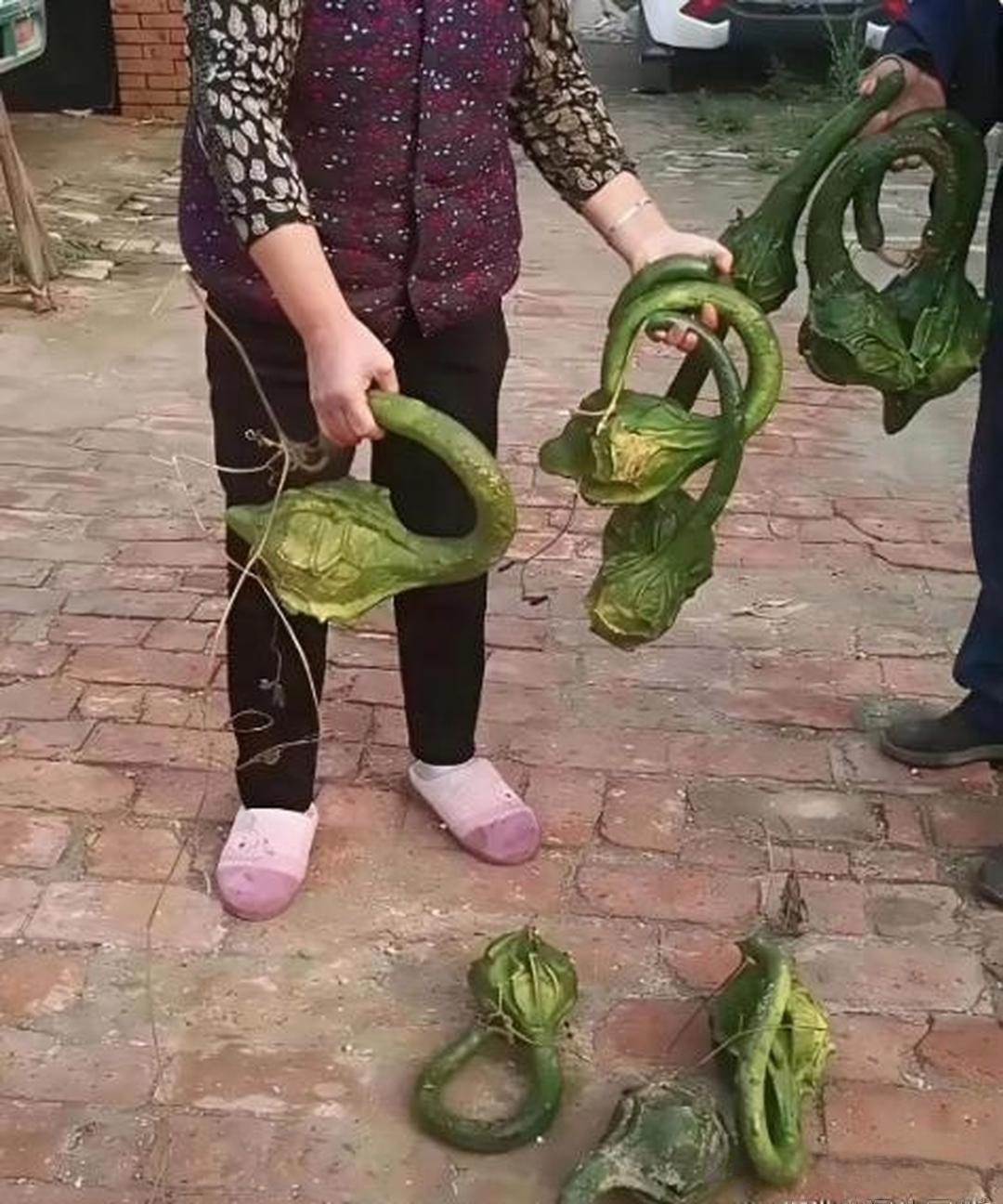 这是什么菜啊