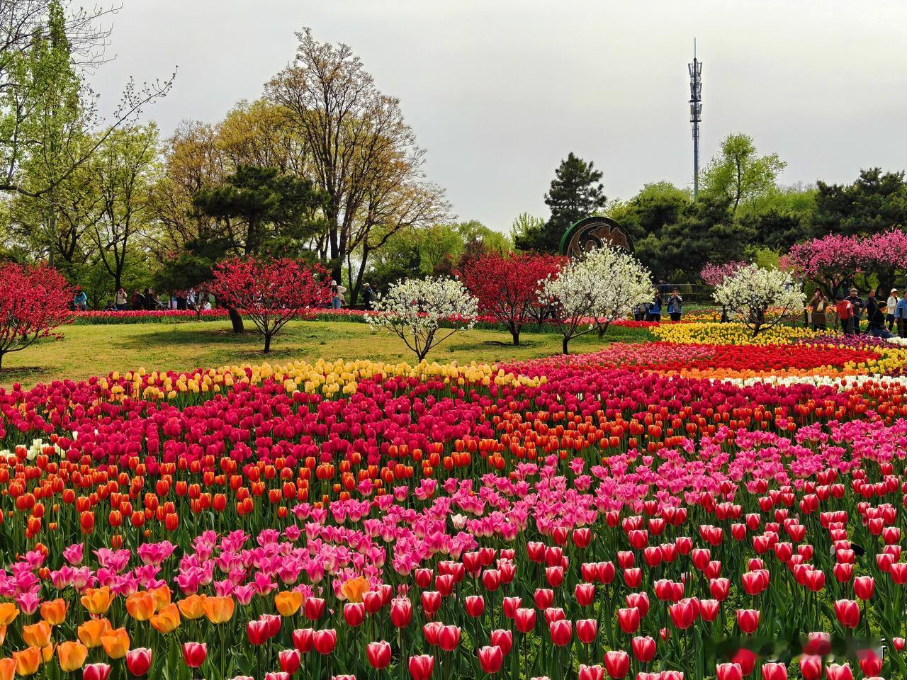 当四月的风拂过京城，吹醒了枝头的新绿，也唤醒了国家植物园里一场盛大的花事。位于北