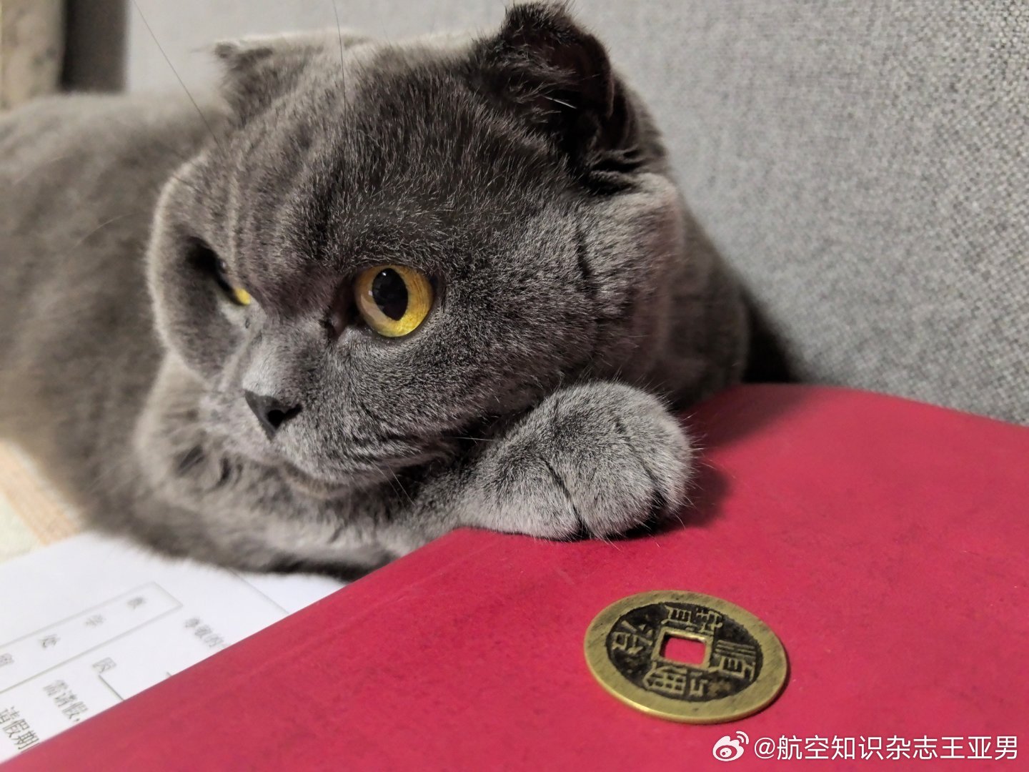 问世间钱为何物？？？？一点用没有，我家猫说的…​​​