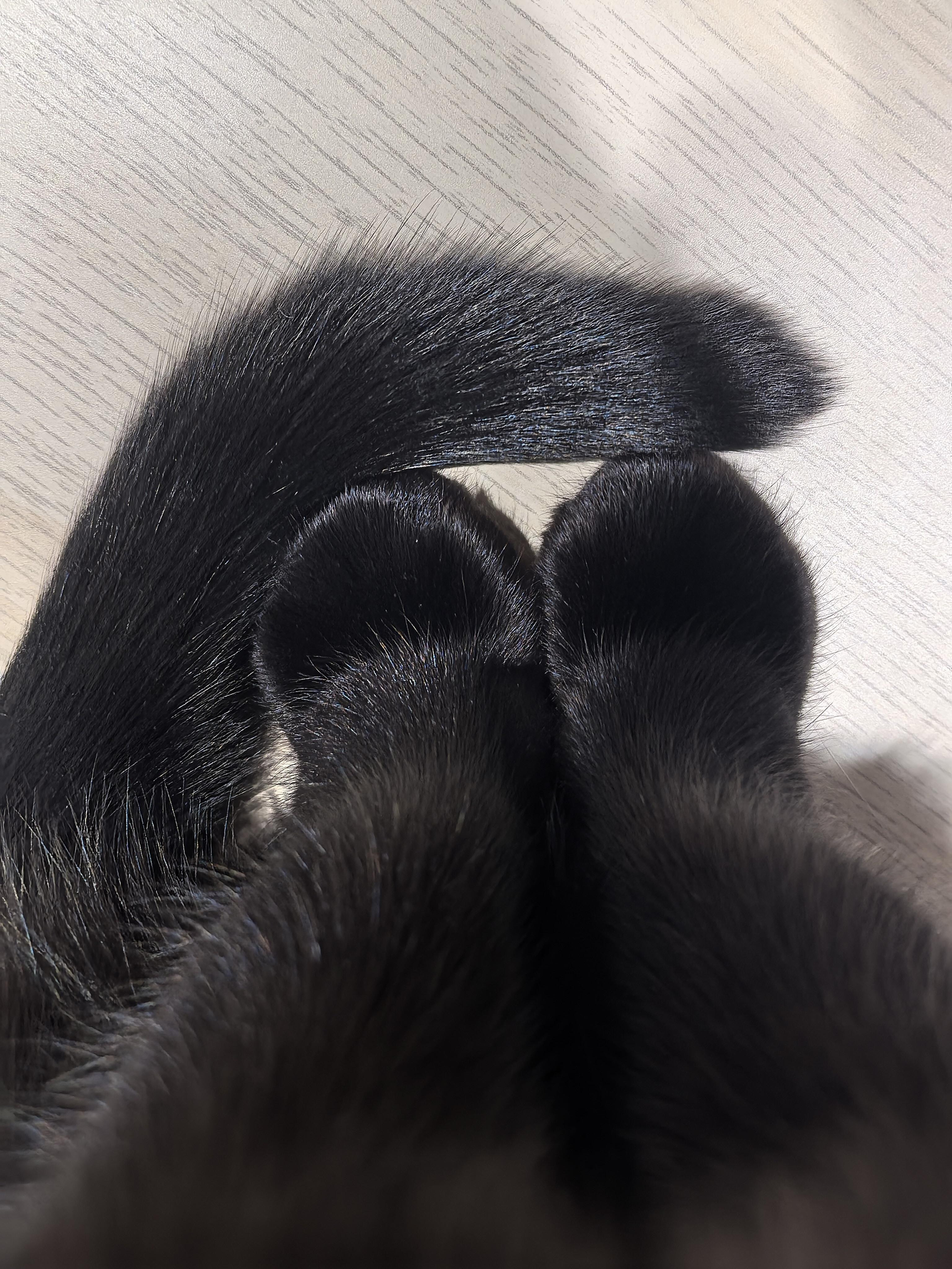 “小猫每天低头看自己的脚不会被萌死吗”