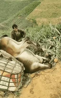 大哥你倒是拉一把啊！这时候打它有啥用[捂脸哭]#万能生活指南#