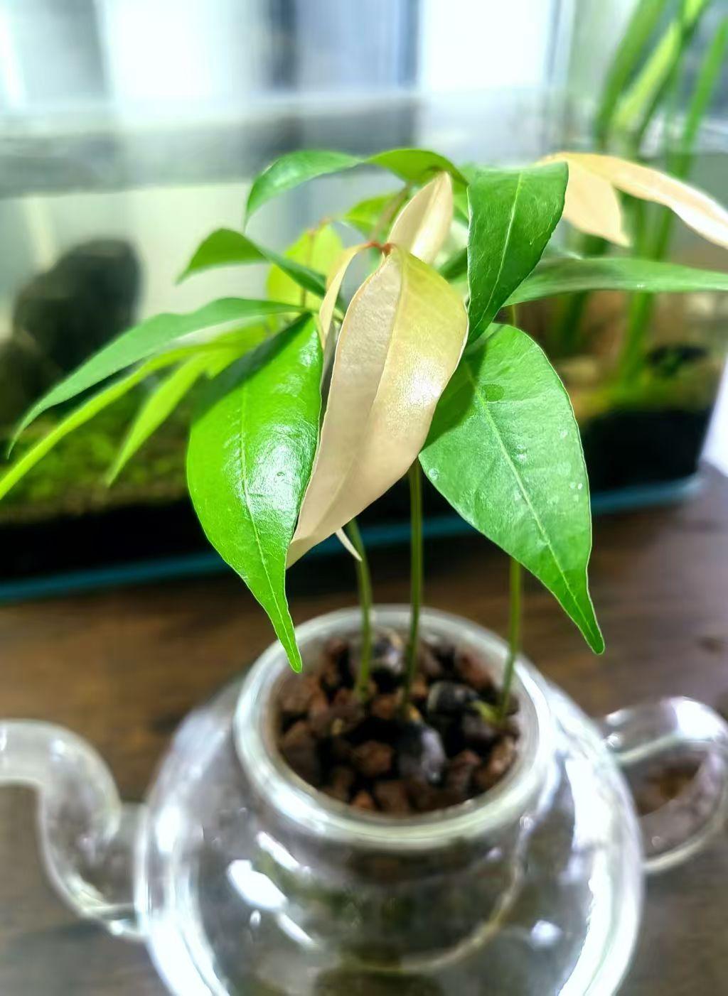 坐标山东，水培荔枝盆栽，是不是很成功？😁