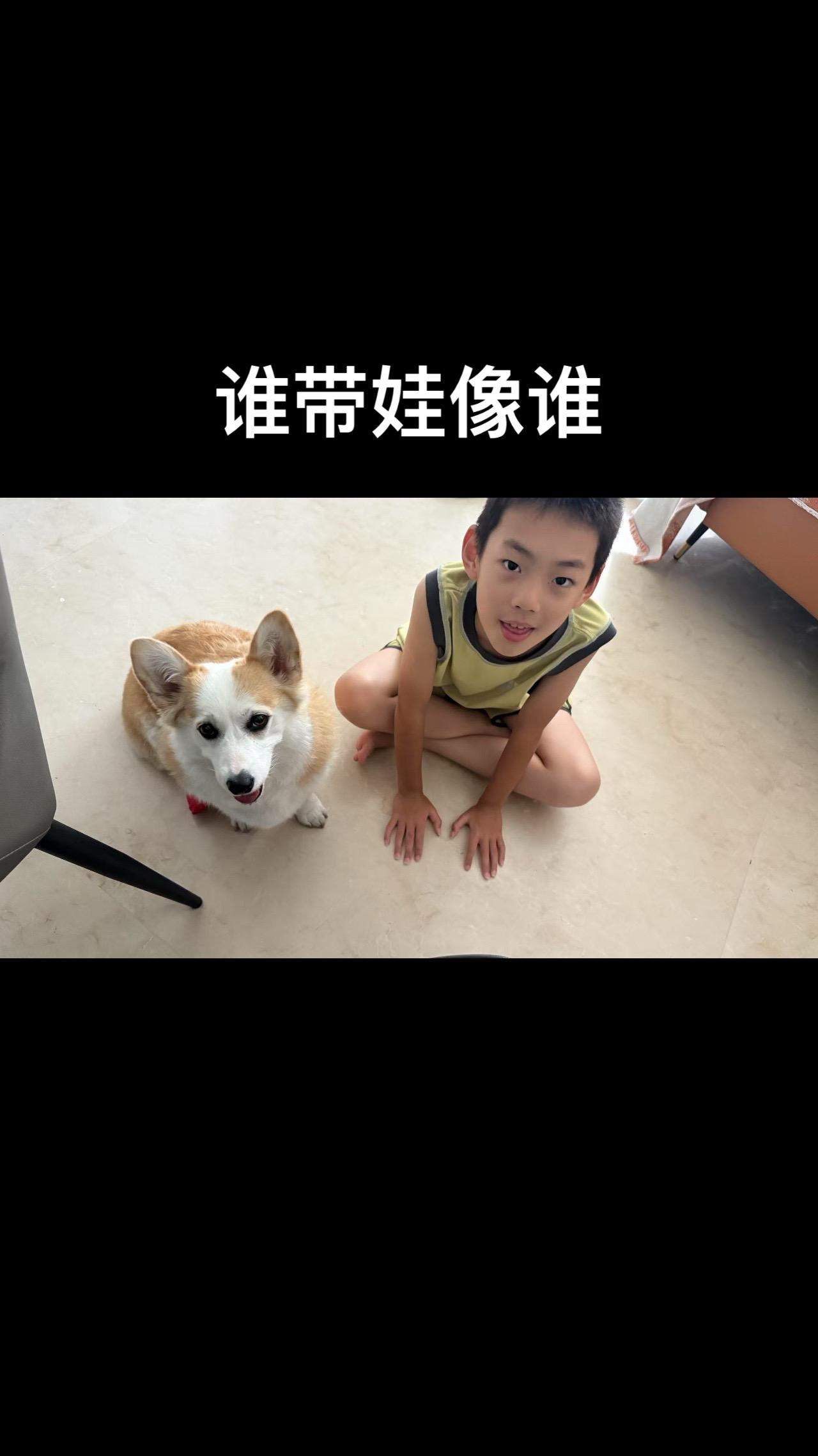 柯基 也太可爱了吧
