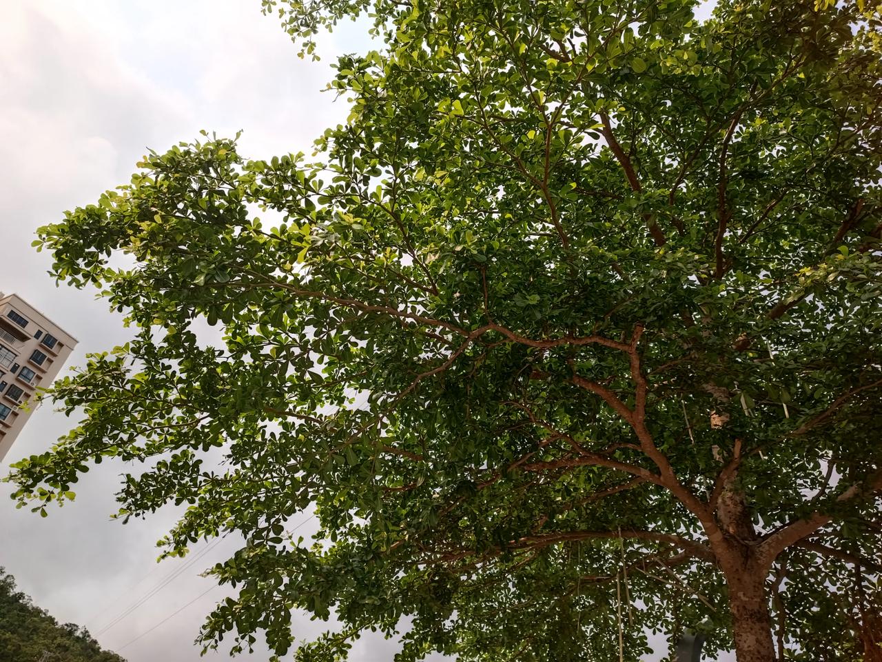 春意盎然花红树绿风景优美散散步！大自然真美