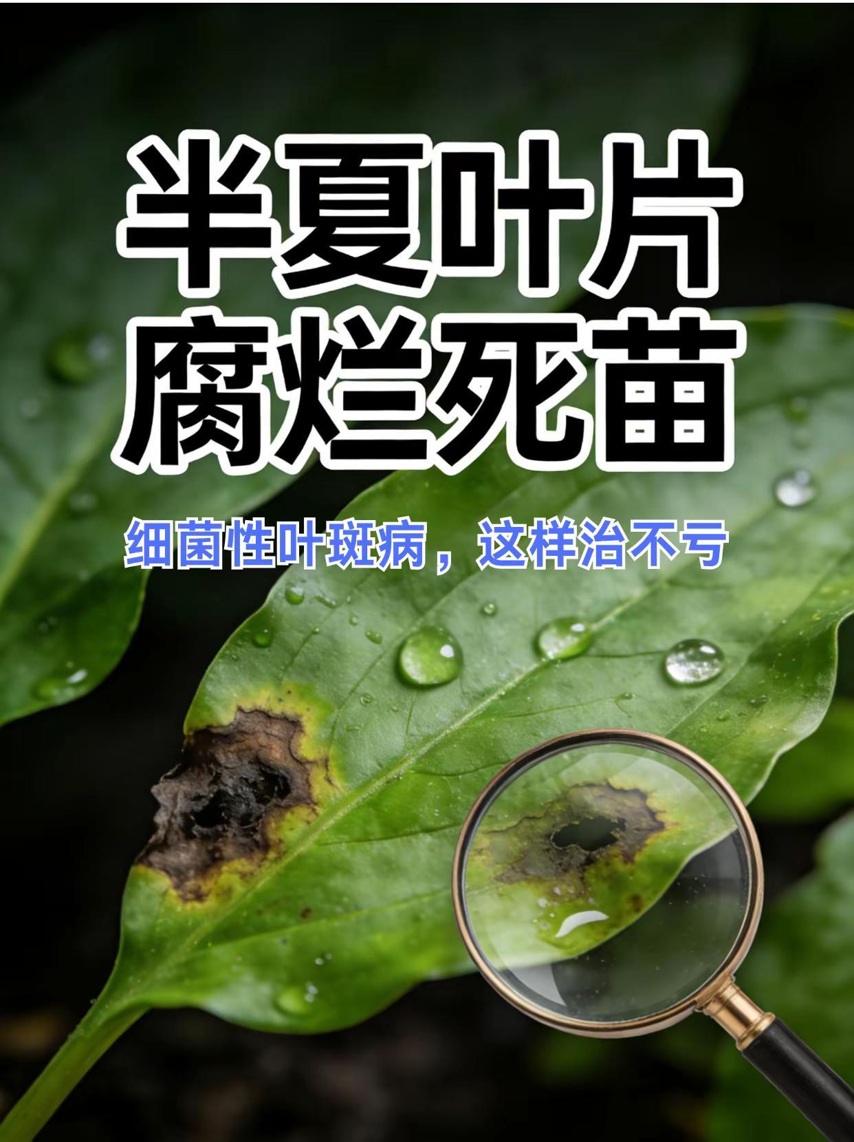 半夏叶片腐烂死苗，叶斑病这样治不亏！。半夏种植叶片腐烂死苗