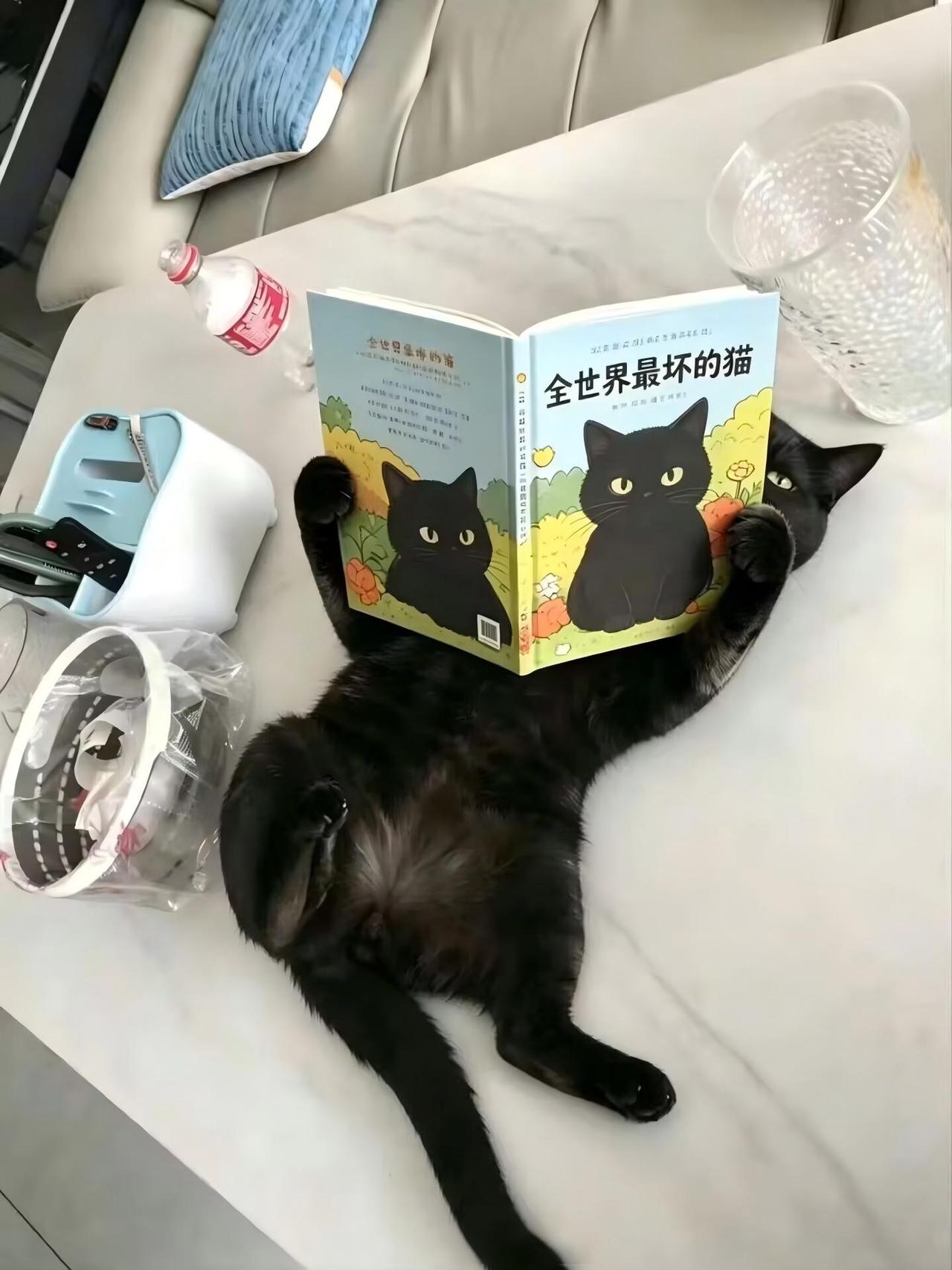 [惊恐]啊……废寝忘食，学习不辍。不知道各位家里面有没有这样“好学”的猫咪？