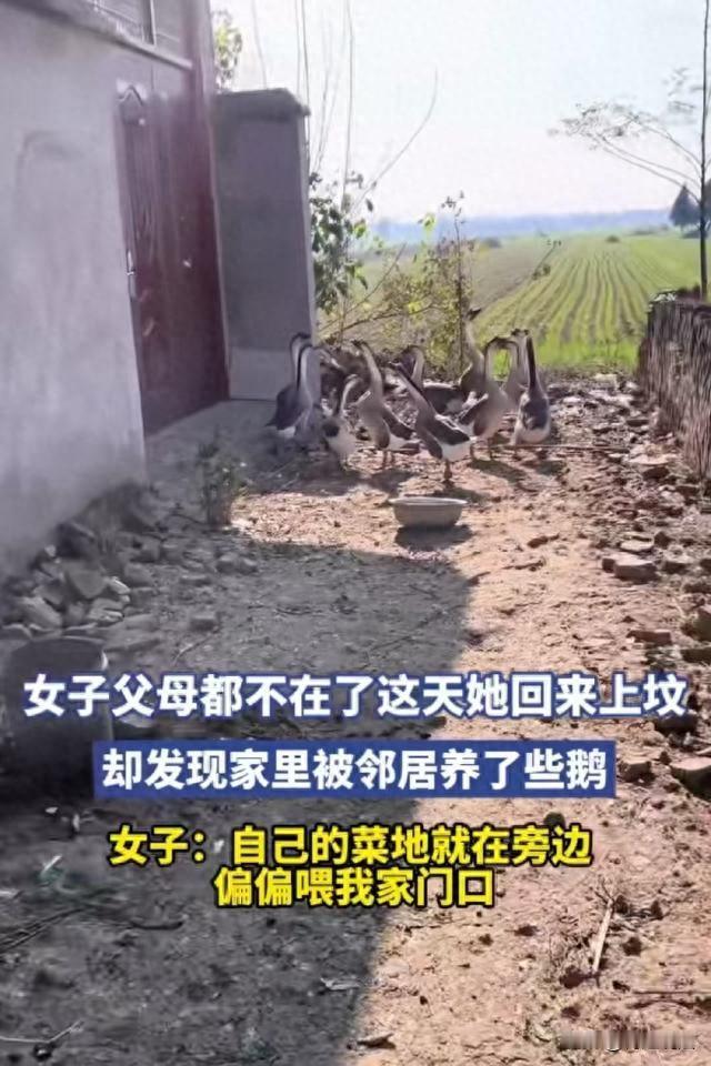 安徽一女子回家上坟，竟发现自家大门口，出现了一大群鹅，全部被铁丝网围住，鹅屎弄得