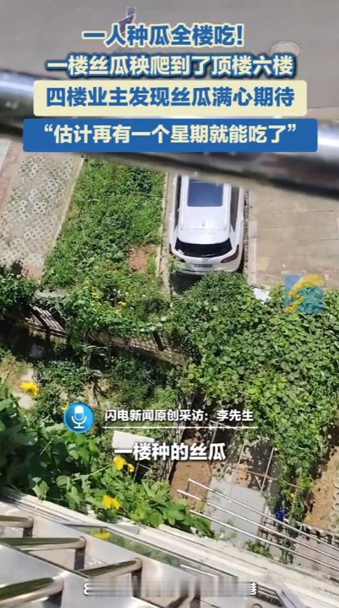 “解释不清了！”2025年江苏，一女子在一楼种了丝瓜，结果，秧爬到了顶楼6楼！住
