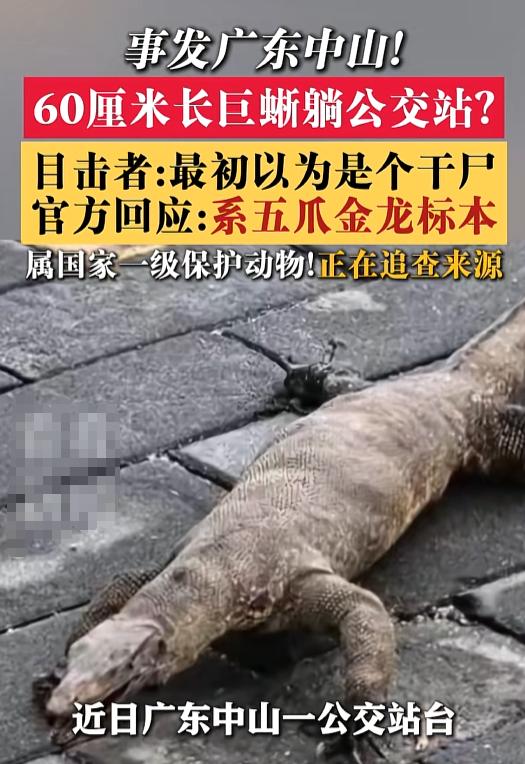 2026年7月，广东中山。一处公交站来了位“不买票的乘客”，60厘米长，趴着不动
