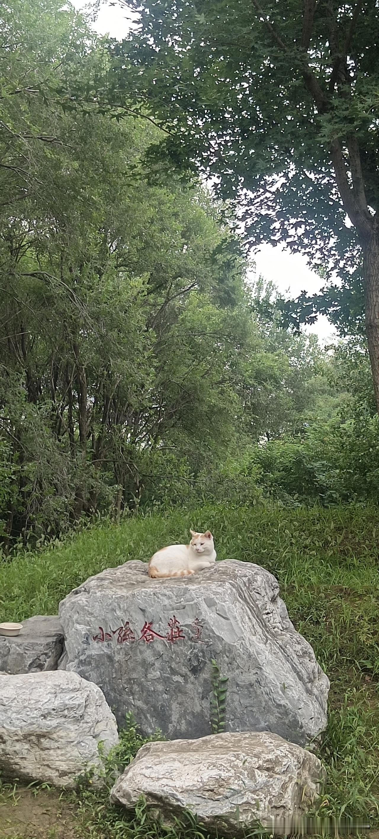 跟一尊神一样的猫咪就卧在石头那个最舒服的位置。这是我在北京的马坡千亩森林公园遇