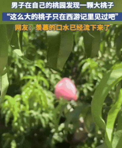 “彻底解释不清了！”山东，男子去果园摘桃子，不料，竟然发现了一颗大桃子，双手去抓