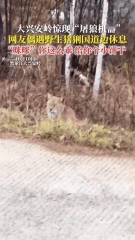“幸亏没去摸！”10月13日报道，黑龙江一女子和家人自驾游，在G331大兴安岭地