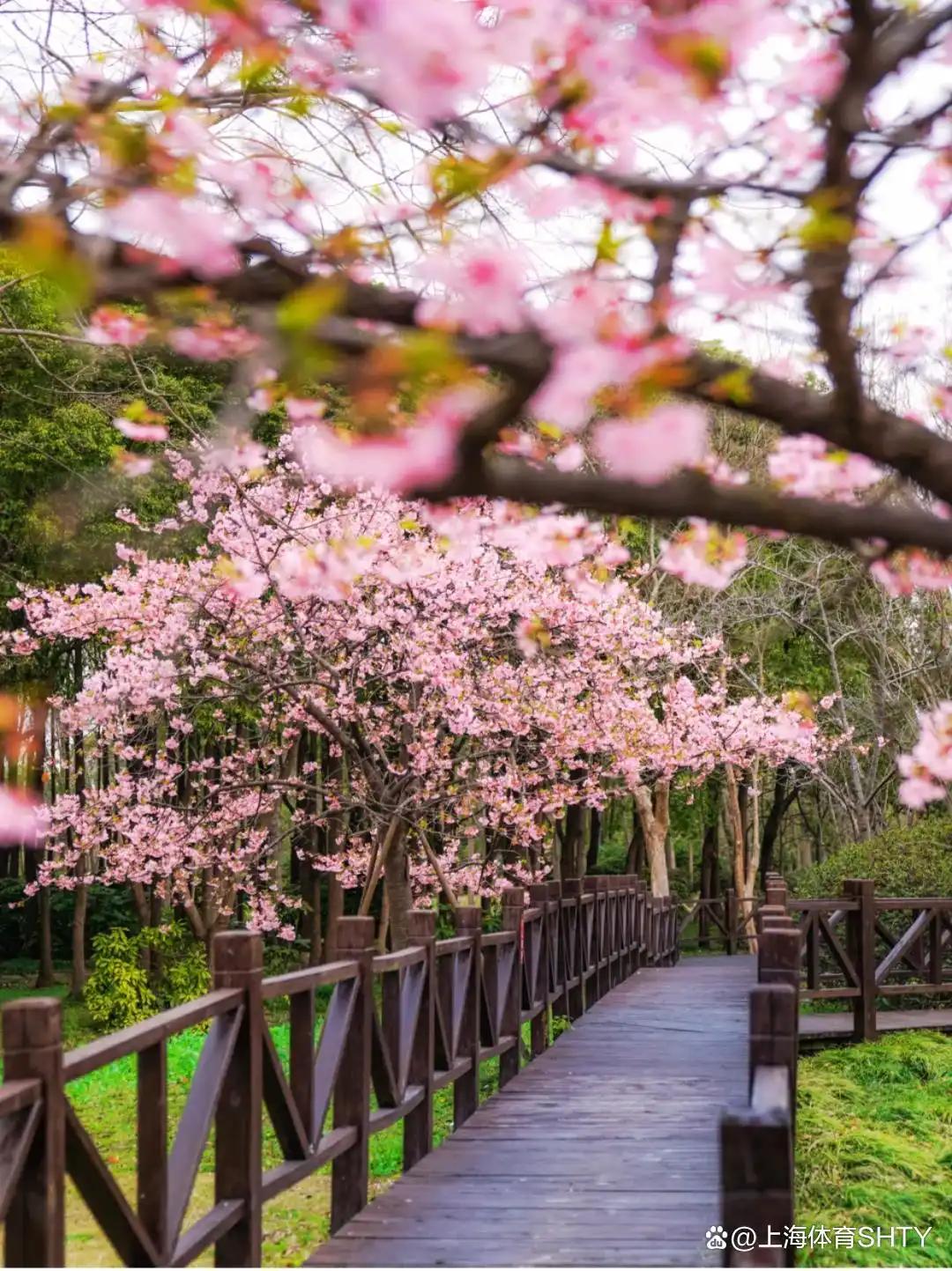 🌸大连赏樱指南：大连的樱花季通常在4月中旬至5月中旬，现在（3月底）部分早