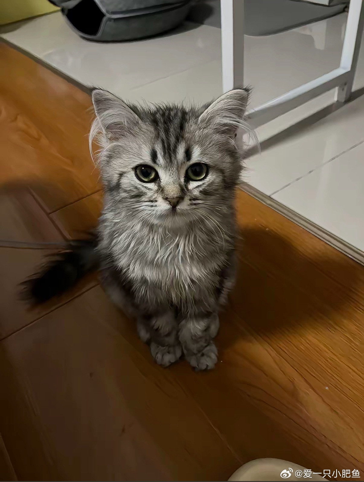 为什么我妈咪每次都站的这么立正！像小猫一样好萌好萌