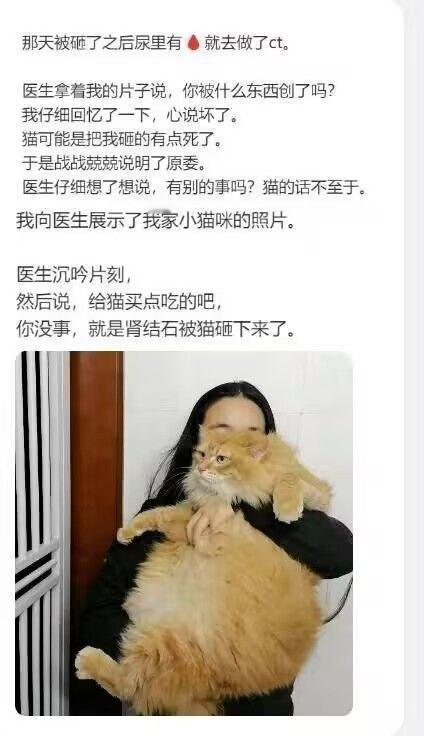 猫猫立大功