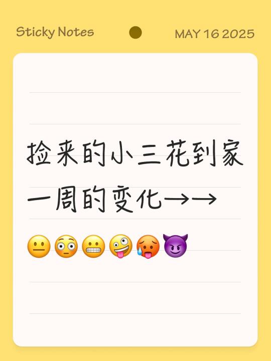 捡来的小三花到家一周的表情变化 😐😳😬🤪🥵😈