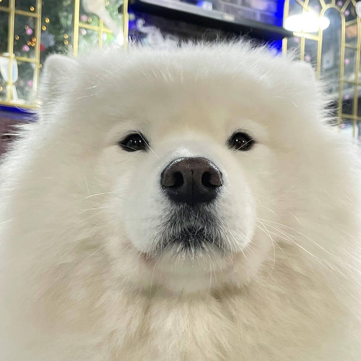 烈性犬就要有烈性犬的样子​​​