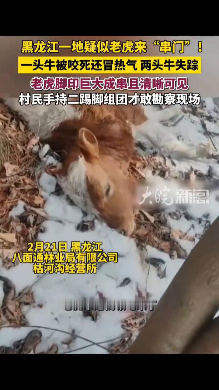 黑龙江一地疑似老虎来