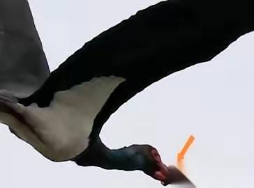 武汉一只国家一级保护动物黑鹳，嘴被一个东西死死箍住，一口东西都吃不了。更要命的