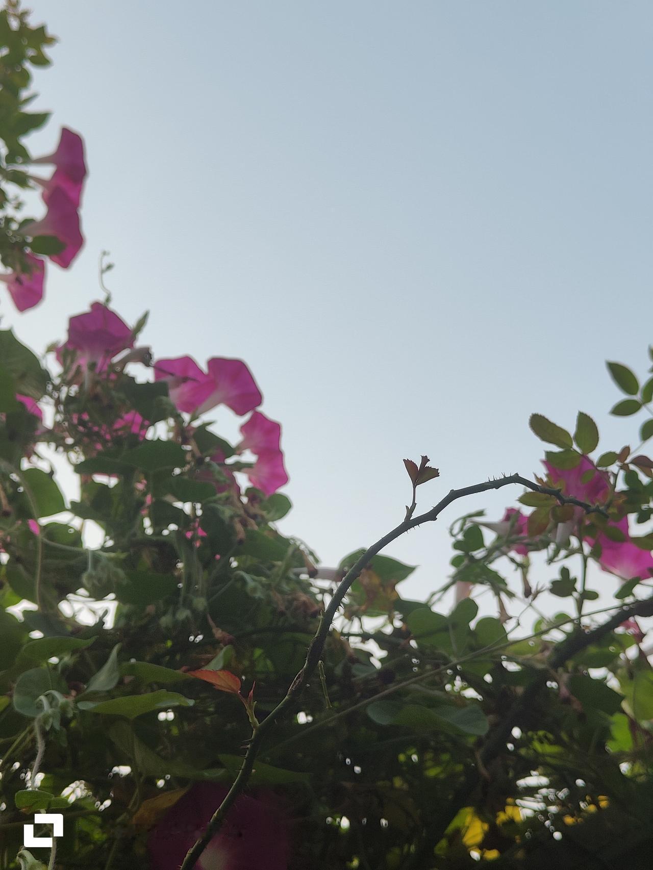 晒图笔记大赛牵牛花盛开的季节，总会有意外的惊喜。