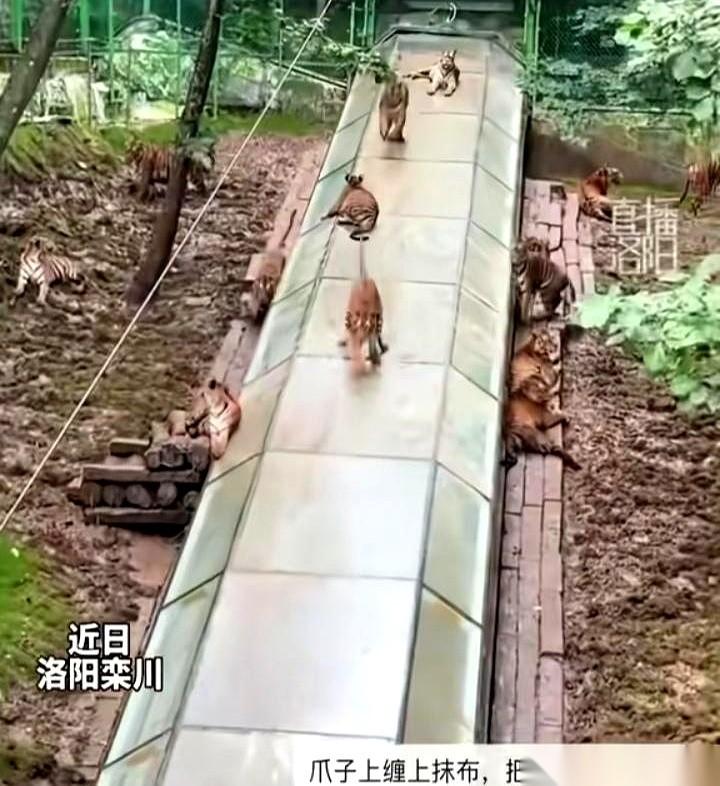 刚下班刷手机，差点把手机惊掉。洛阳动物园那群老虎，居然排队玩起了滑滑梯。就因