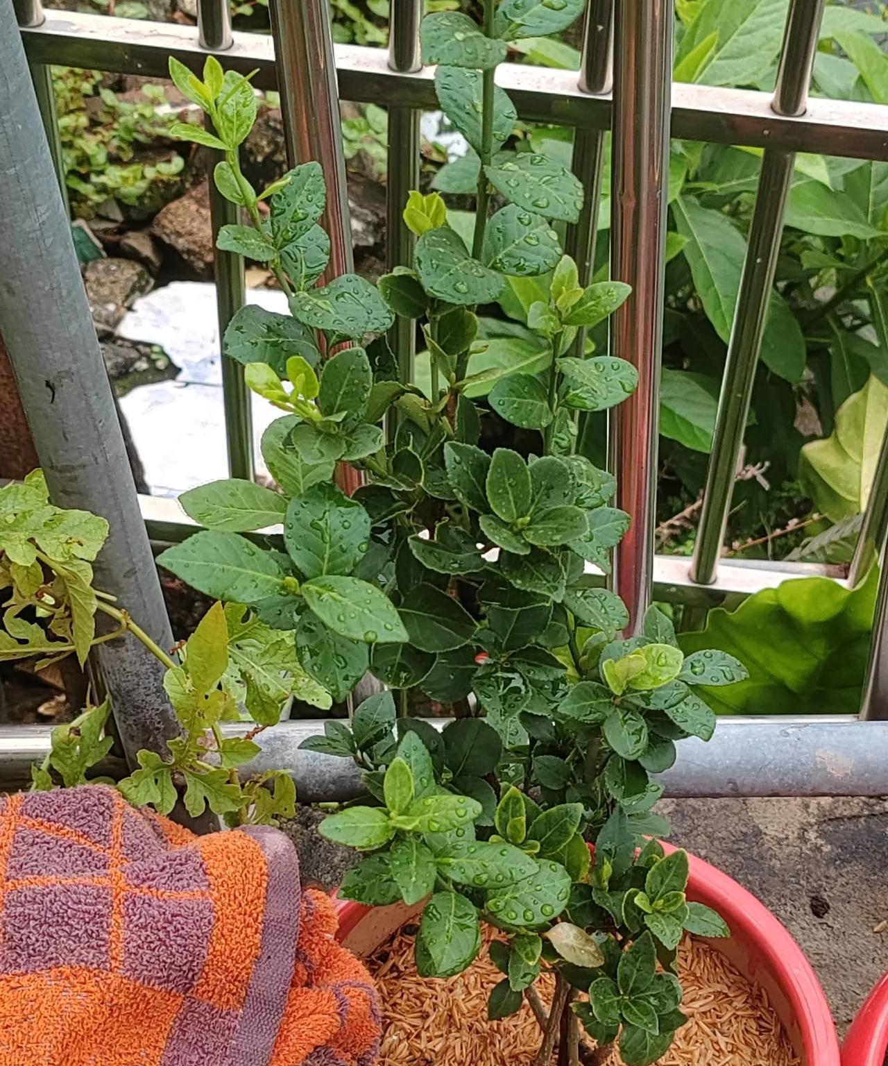 #今日随手拍#我家的几棵盘栽果树，能猜出来吗？