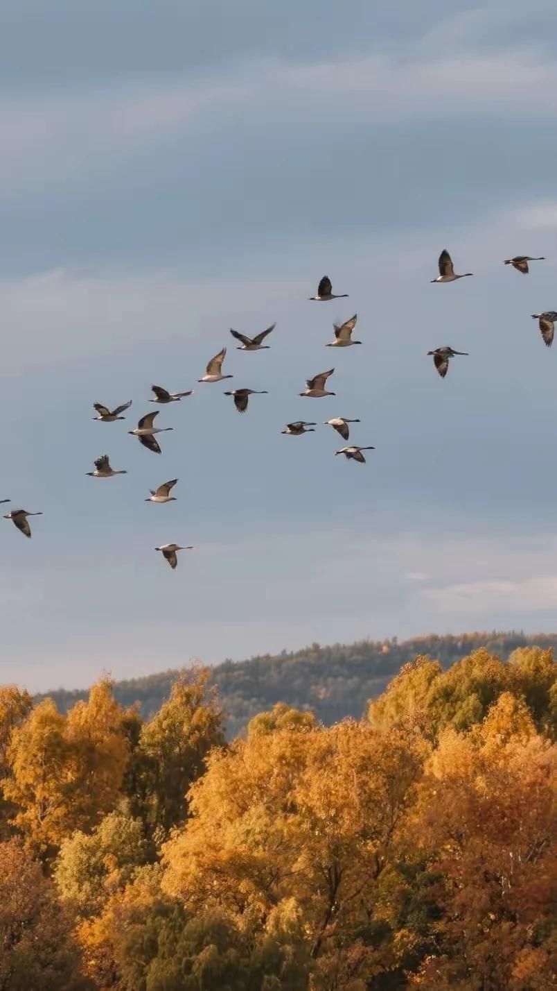 盈盈词话诗联：残霞浸水漾微澜，菡萏噙珠粉靥妍。一叶轻舟何处去，惊起沙