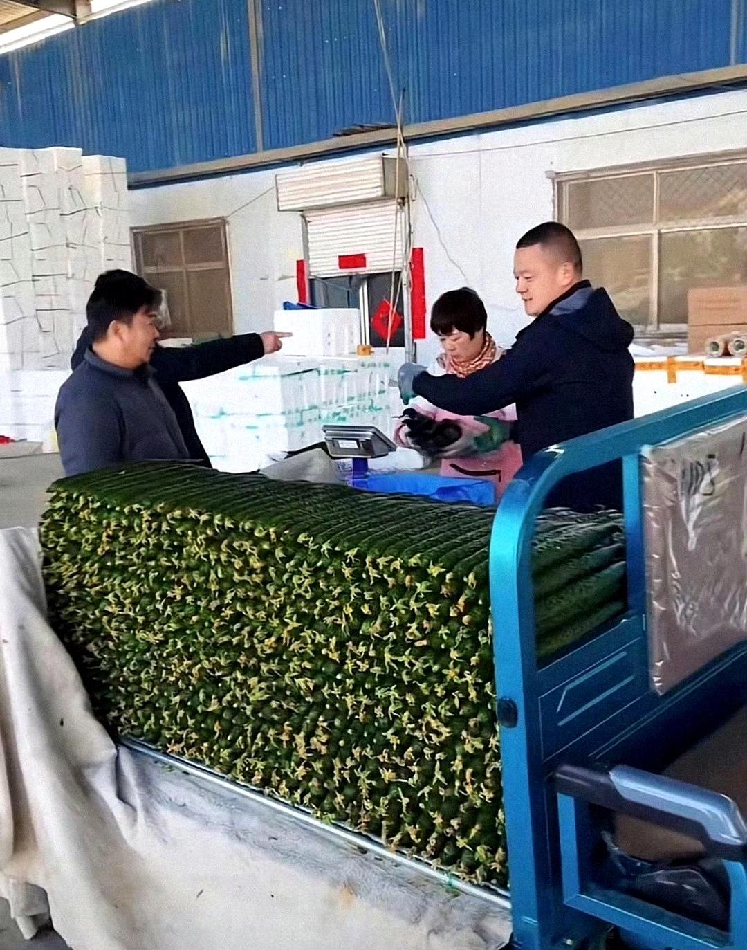 农户为什么可以把黄瓜种的这么直溜，大小几乎一模一样，谁懂？​​​