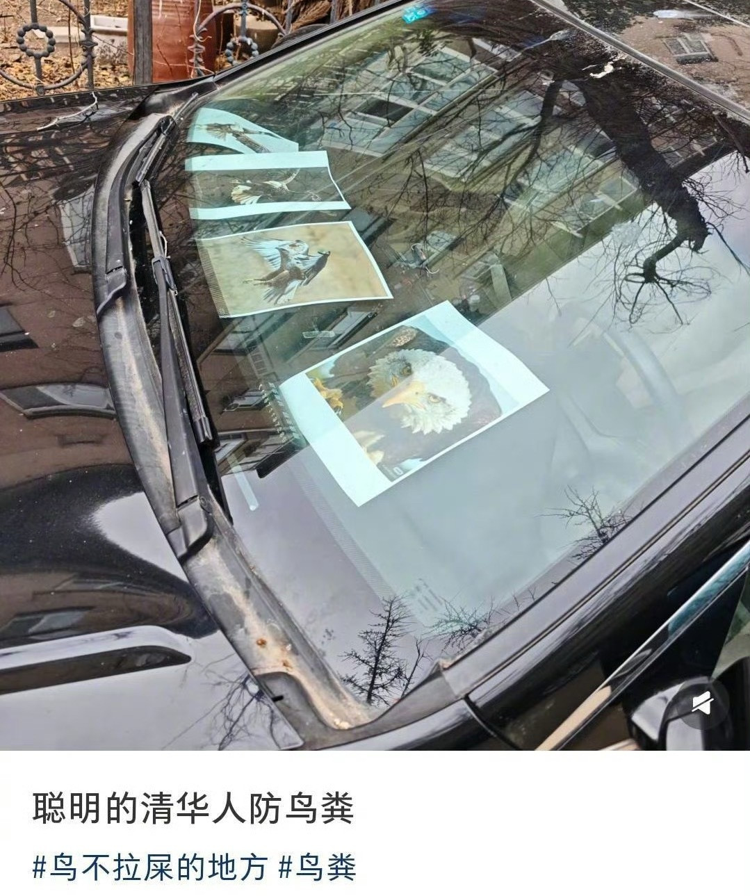 🐦：原来是白头鹰啊，失禁失禁