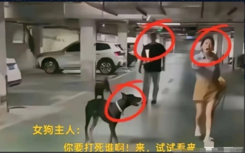 丹阳市因为狗和主人出名了。相信很多人之前都不知道江苏省有个丹阳市，但是这两天江