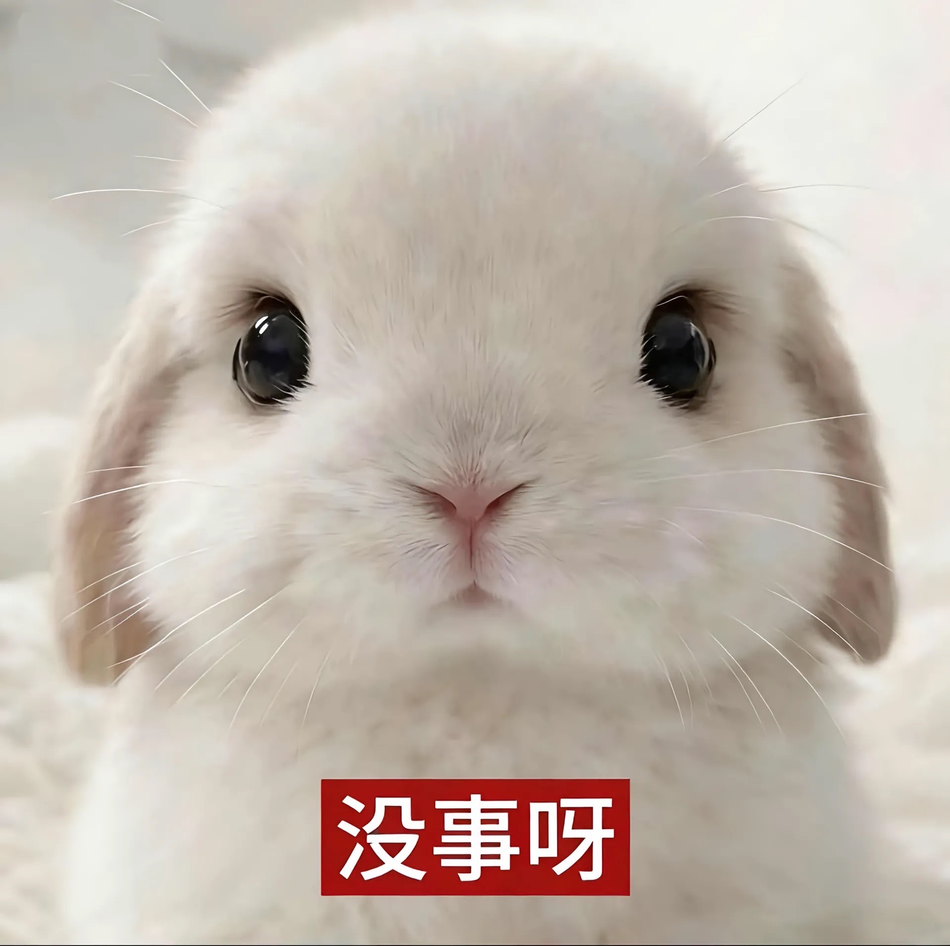 萌兔表情包​​​