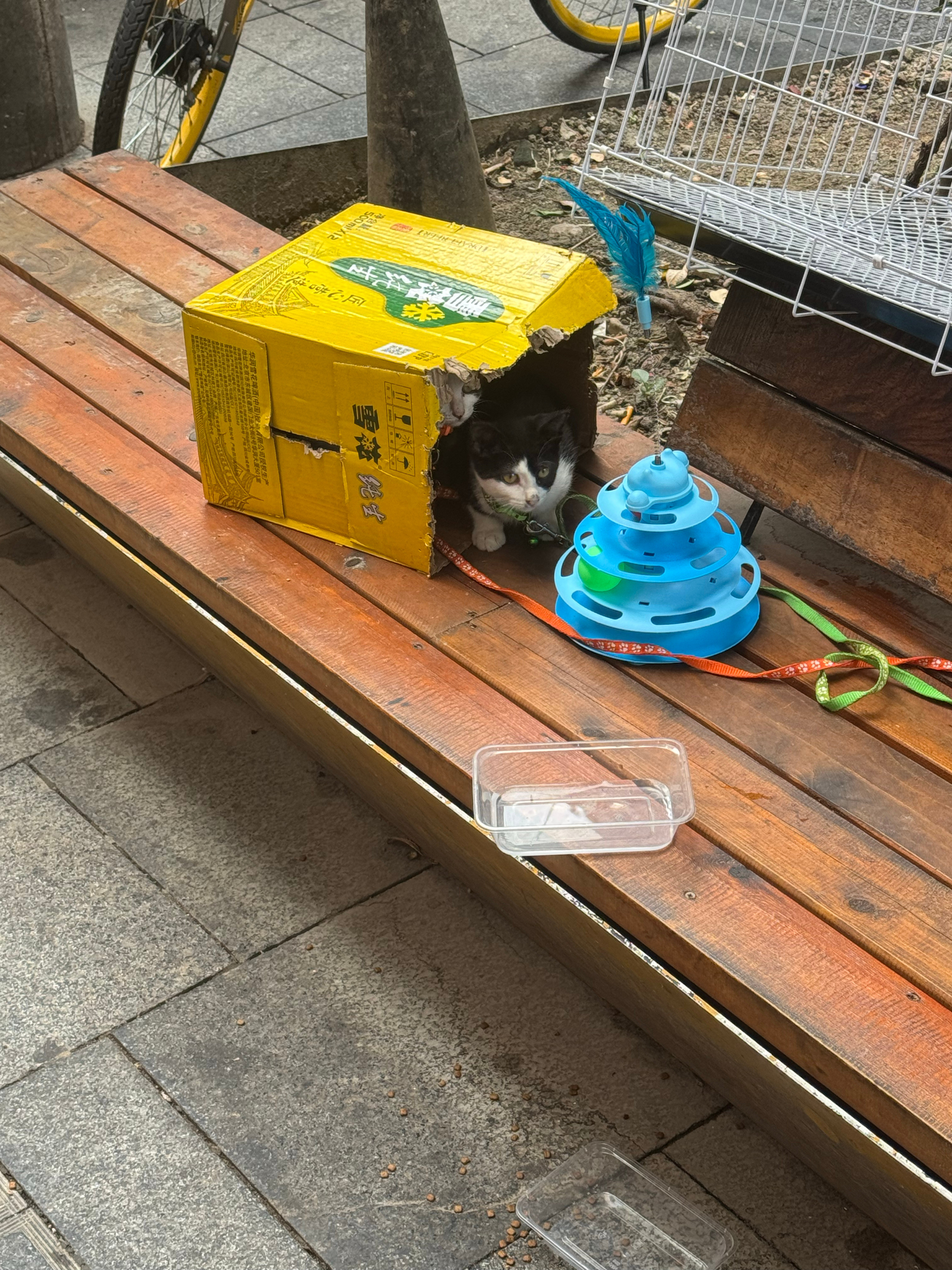好小好乖的猫咪宝宝​​​