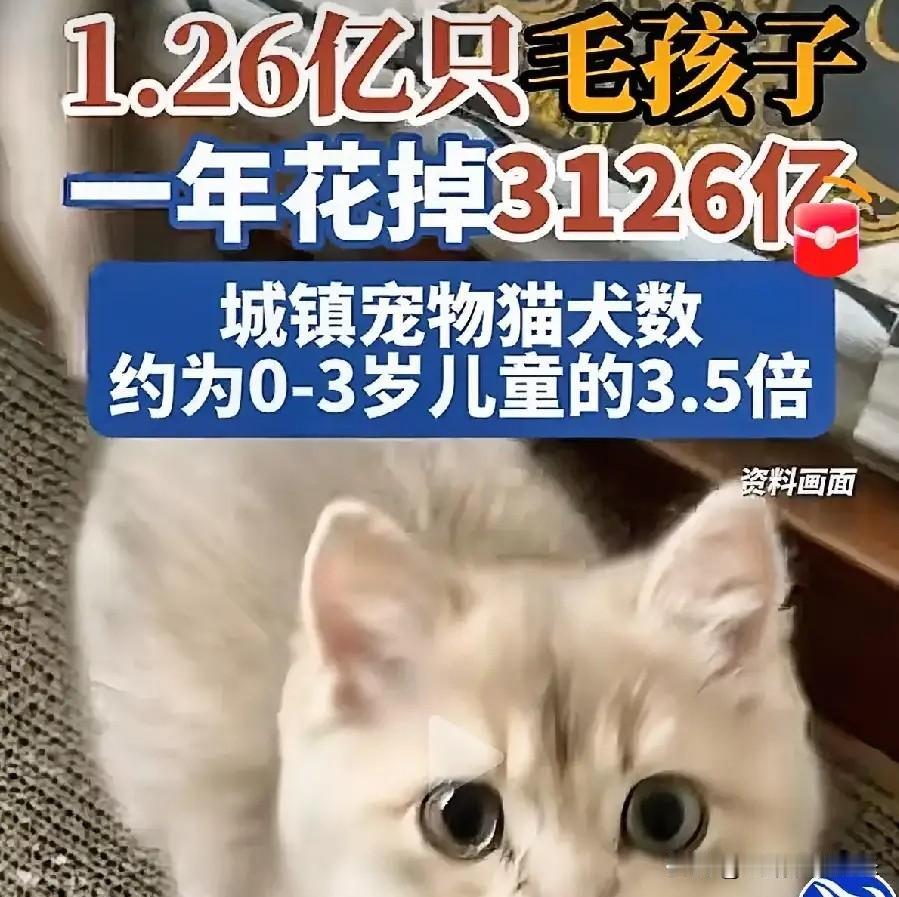 城镇1.26亿只猫狗，不查不知道，一查直接愣住了猫的数量，第一次超过了狗。