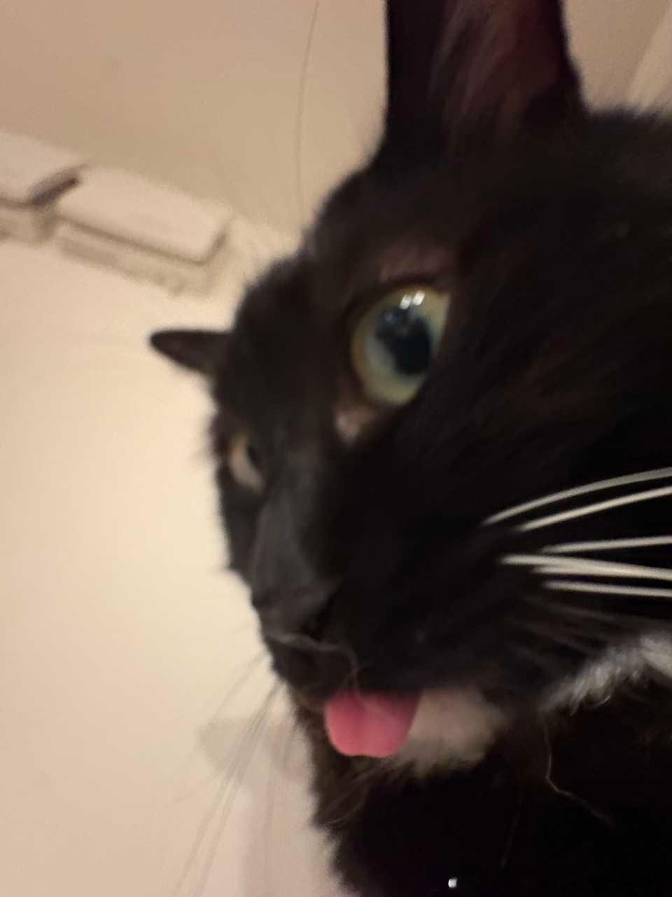 49677【智商丑】大脑在猫头中的占比达到了惊人的百分之0！！！