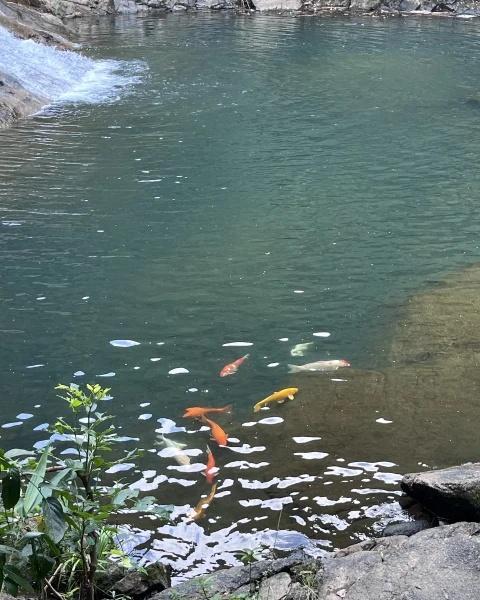 坪山❤️如果有足够的时间，记得去爬山⛰️去了一次马峦山西北门，轻松拿捏看5个瀑