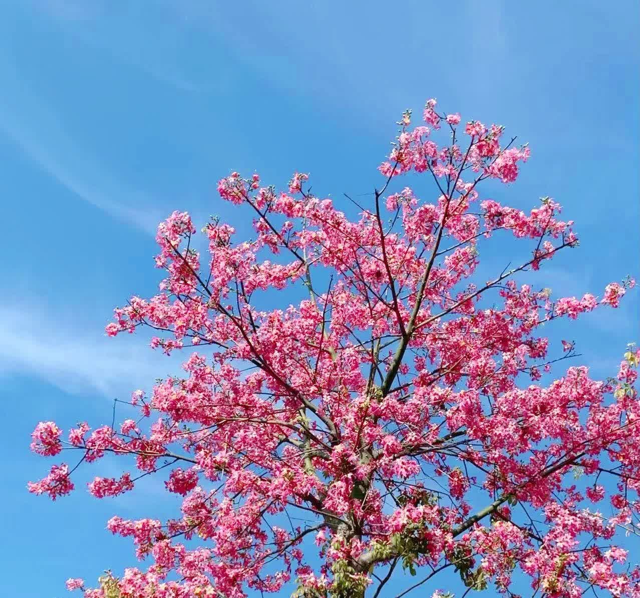 与你共赴漳大“花漾”时光乍然春风起，屋外花满地。每一片花瓣都是大自然赋予我们