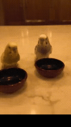 隔着屏幕都感觉到鹦鹉🦜骂的有多难听了，你们人类太无耻了[捂脸哭][捂脸哭][捂脸哭]