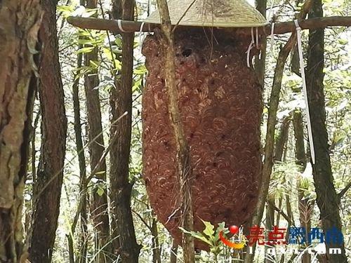 兴义市乌沙镇大新寨村大梁子胡蜂养殖基地.