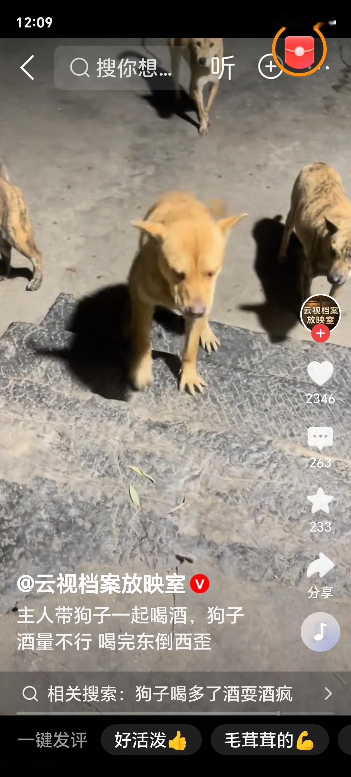 主人带狗肆意喝酒，小狗当场醉到东倒西歪，看完让人又心疼又气愤生活里总有些奇