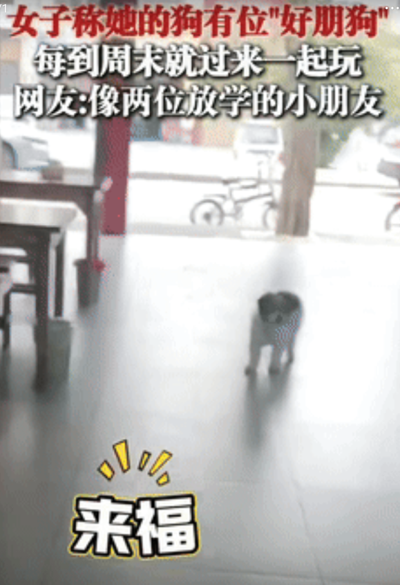 “万物皆有灵！”贵州一女子家，每到周末，就会跑来一只黑白相间的狗，乖巧的在女子家