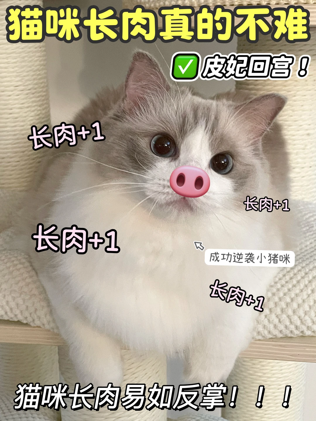 瘦猫逆袭记｜这份长肉方案请收好！